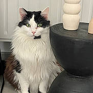 Ronron participe au concours pour gagner de l'argent avec cette photo : black_fur, black_table, calm, cat, fluffy, green_eyes, home_decor, indoor, long_hair, paws, pet, plant, portrait, radiator, sitting, tile_floor, tuxedo_cat, vase, whiskers, white_fur
