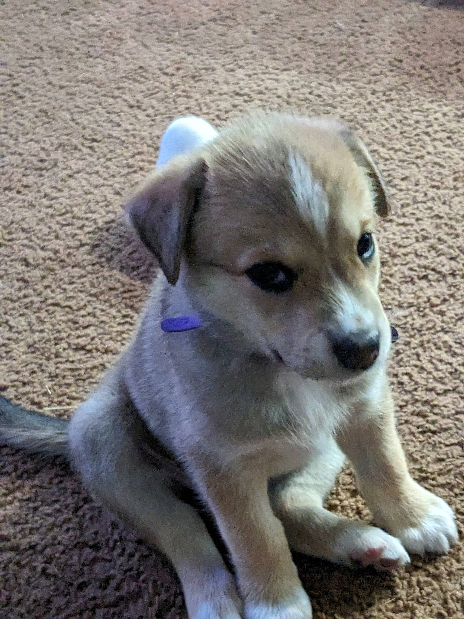 Ginny is registered to the contest to win money with this photo: canidae, carnivore, companion_dog, dog, dog_breed, fawn, fur, non_sporting_group, puppy, snout, sporting_group, terrestrial_animal, whiskers, working_animal