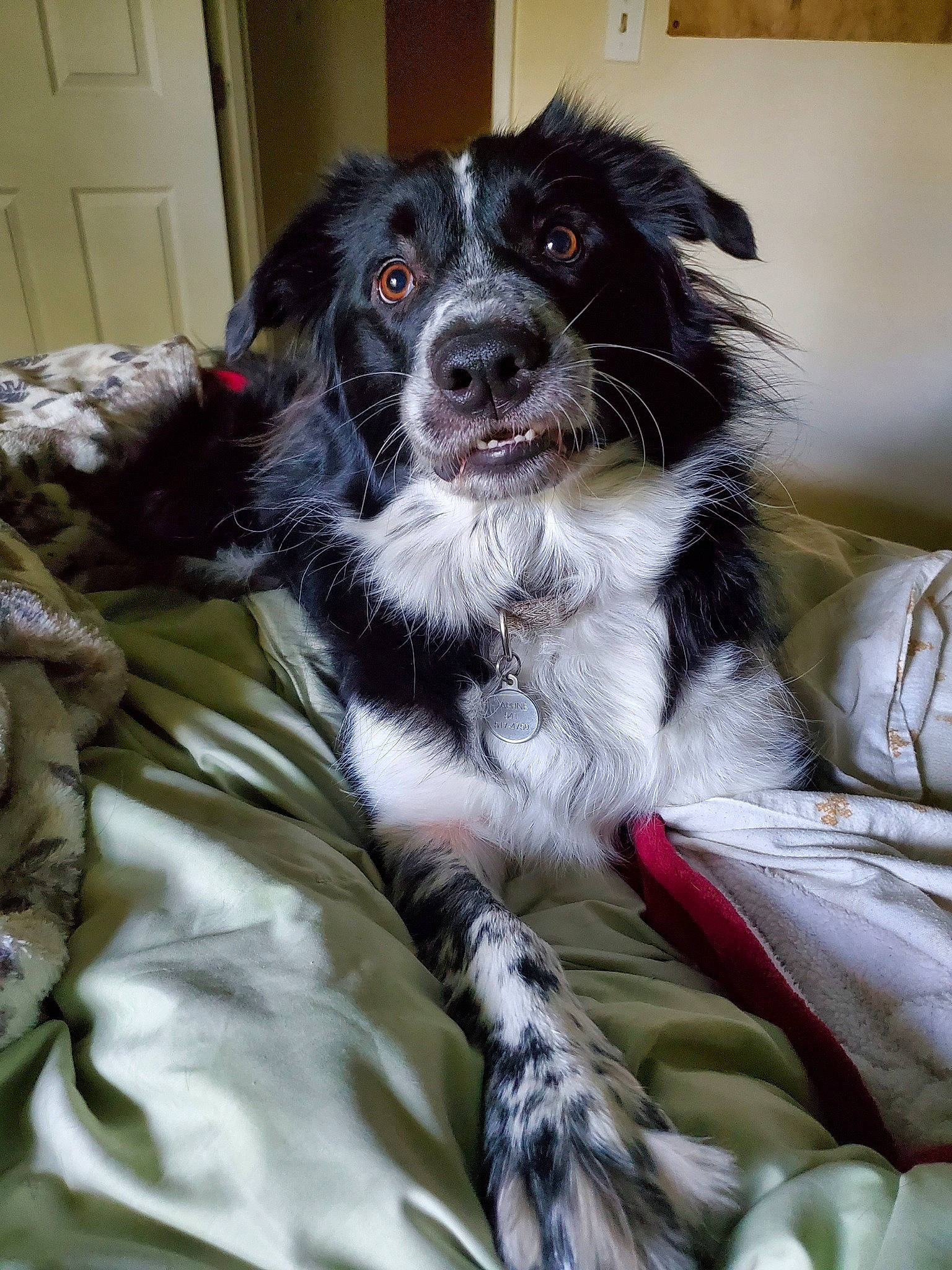 Daphne is registered to the contest to win money with this photo: borador, canidae, carnivore, comfort, companion_dog, dog, dog_breed, fur, gun_dog, puppy, snout, spaniel, sporting_group, whiskers, working_animal, working_dog