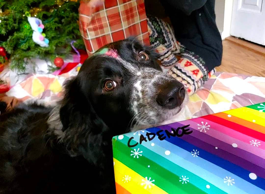 Daphne is registered to the contest to win money with this photo: bag, canidae, carnivore, cocker_spaniel, communication_device, companion_dog, dog, dog_breed, dog_collar, fur, gadget, gun_dog, pattern, plaid, portable_communications_device, snout, spaniel, sporting_group, tartan, working_animal