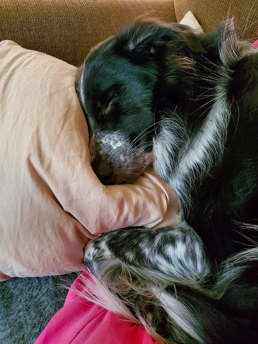 Daphne is registered to the contest to win money with this photo: canidae, carnivore, claw, comfort, companion_dog, dog, dog_breed, fur, nail, nap, paw, snout, sporting_group, tail, terrestrial_animal, whiskers, working_animal