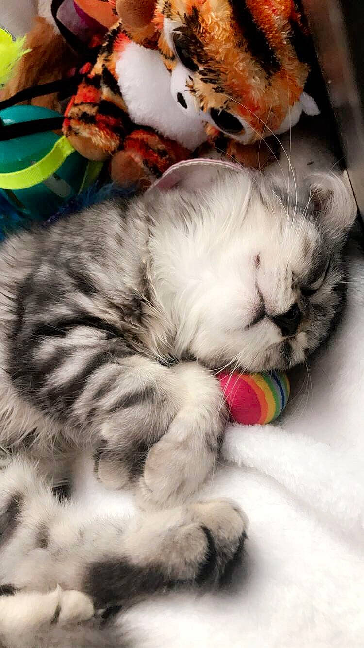 Rëgan participe au concours pour gagner de l'argent avec cette photo : american_shorthair, asian, carnivore, cat, european_shorthair, felidae, fur, kitten, munchkin, nap, paw, sleep, small_to_medium_sized_cats, snout, whiskers
