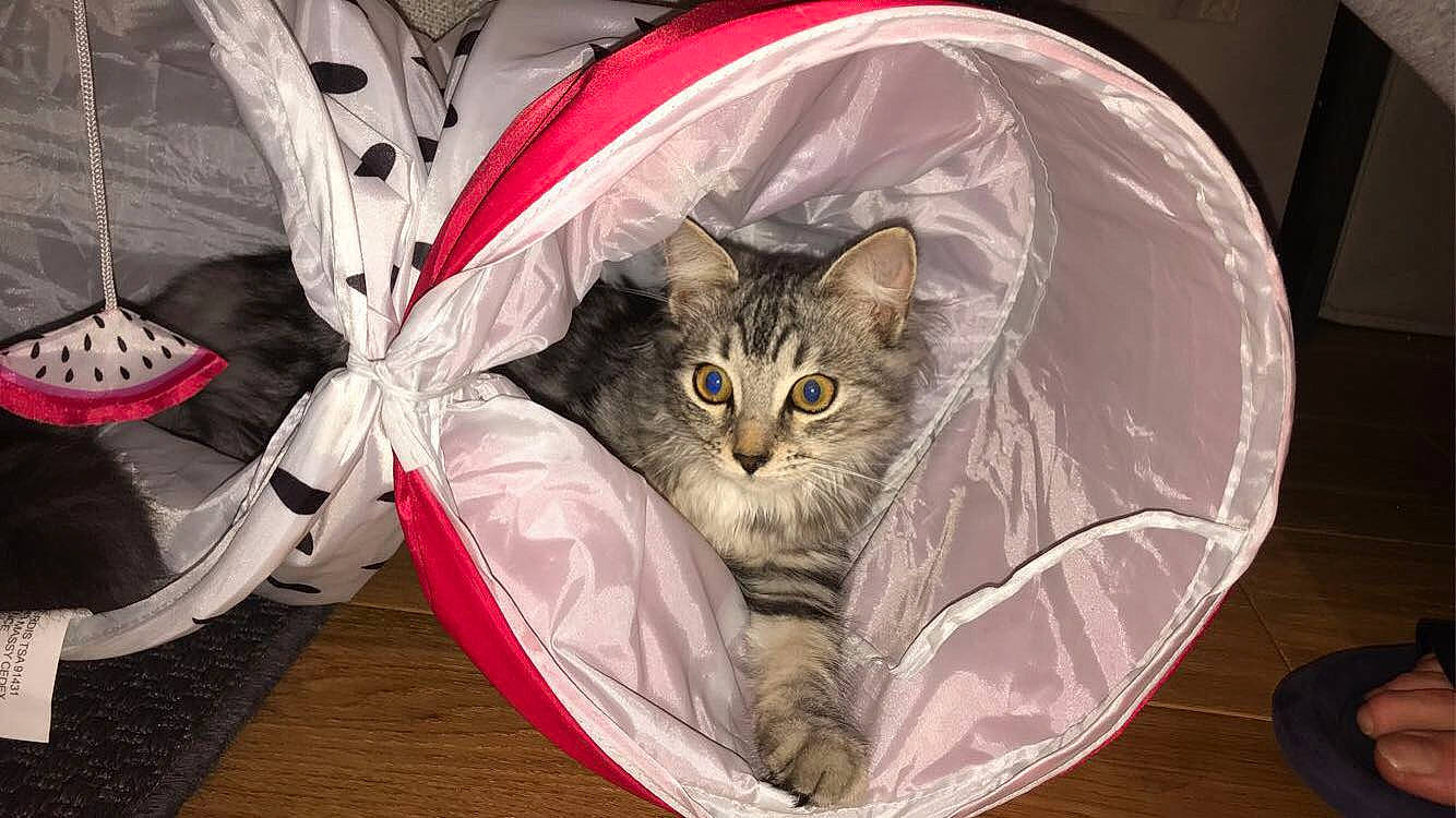 Rëgan participe au concours pour gagner de l'argent avec cette photo : american_shorthair, carnivore, cat, domestic_short_haired_cat, european_shorthair, felidae, fur, kitten, norwegian_forest_cat, ocicat, pixie_bob, small_to_medium_sized_cats, tabby_cat, whiskers