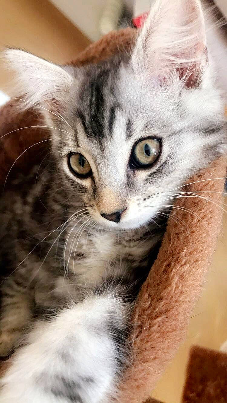 Rëgan a rejoint le concours — aidez-le/la à gagner de superbes lots ! aegean_cat, american_curl, american_wirehair, asian, carnivore, cat, european_shorthair, eye, felidae, fur, kitten, maine_coon, mammal, norwegian_forest_cat, pixie_bob, siberian, small_to_medium_sized_cats, tabby_cat, vertebrate, whiskers