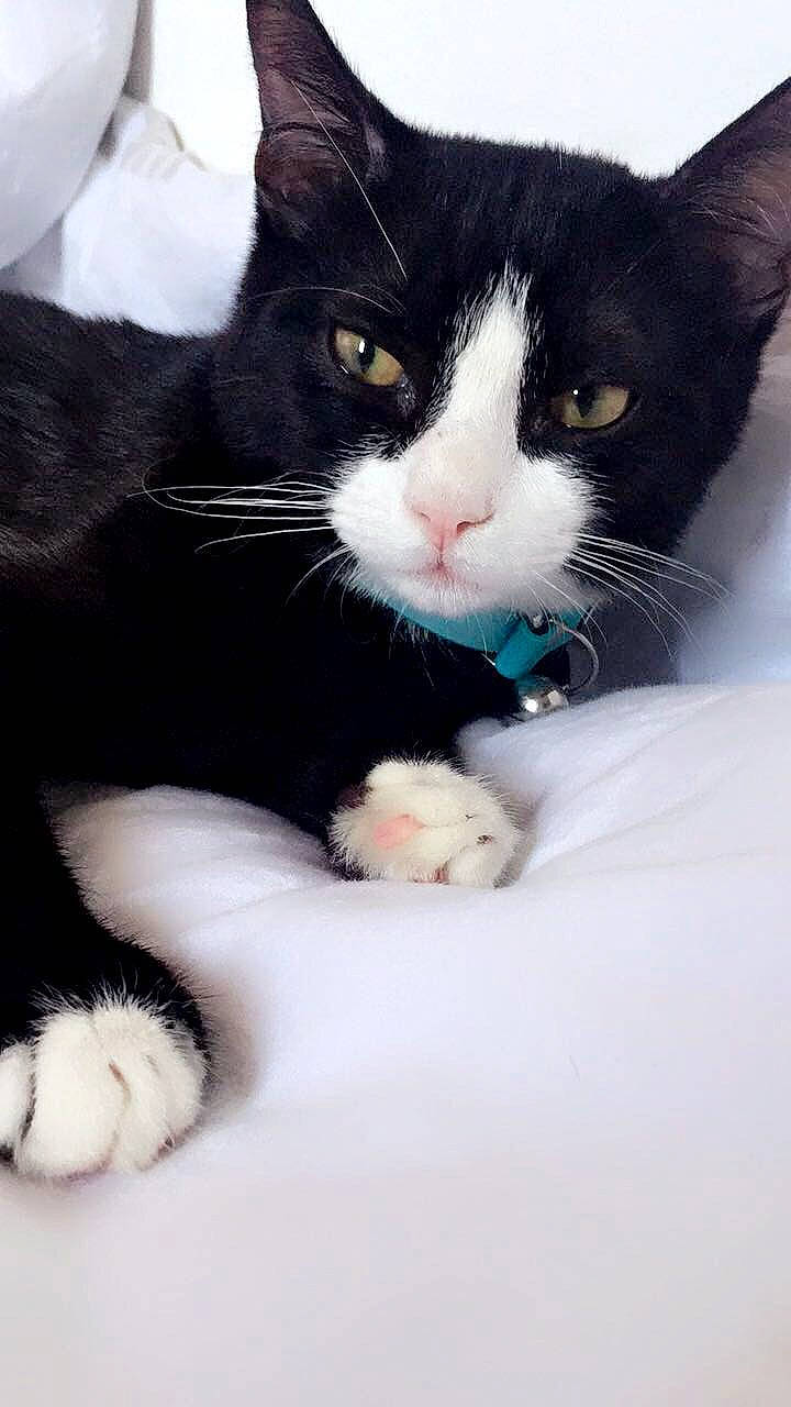 Paco a rejoint le concours — aidez-le/la à gagner de superbes lots ! american_wirehair, black_and_white, black_cat, carnivore, cat, claw, domestic_short_haired_cat, european_shorthair, eye, felidae, fur, japanese_bobtail, kitten, mammal, paw, polydactyl_cat, small_to_medium_sized_cats, snout, whiskers