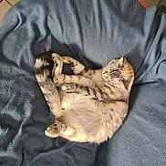 Vanille a rejoint le concours — aidez-le/la à gagner de superbes lots ! cat, animal, pet, feline, sleeping, curled_up, blanket, indoor, cute, resting, fur, whiskers, tail, relaxing, cozy, mammal, striped, soft, comfort, domestic