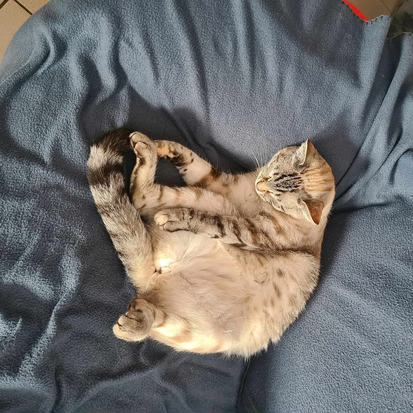 Vanille a rejoint le concours — aidez-le/la à gagner de superbes lots ! animal, blanket, cat, comfort, cozy, curled_up, cute, domestic, feline, fur, indoor, mammal, pet, relaxing, resting, sleeping, soft, striped, tail, whiskers