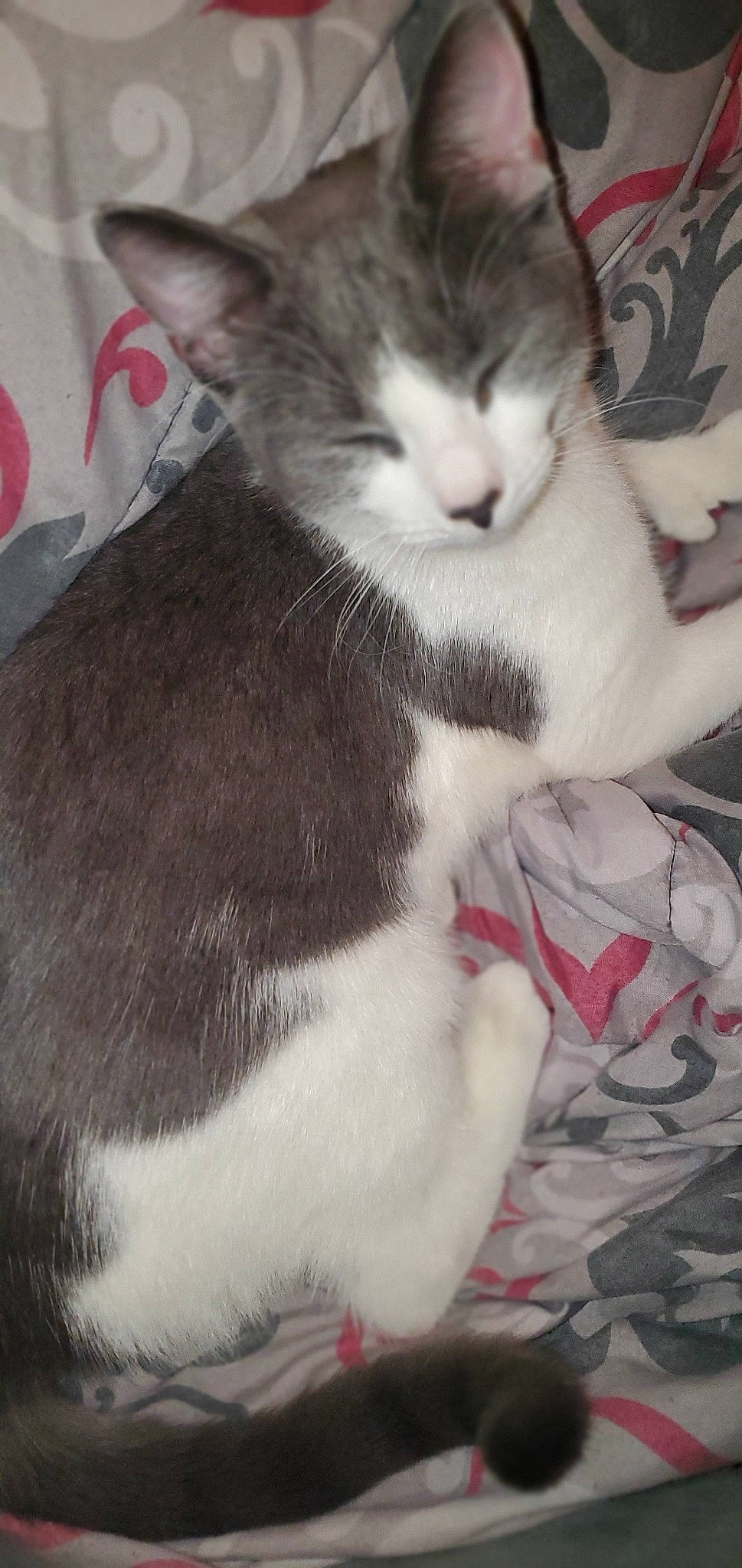 Kitty joined the competition — help win amazing prizes! aegean_cat, american_wirehair, carnivore, cat, domestic_short_haired_cat, european_shorthair, felidae, kitten, mammal, norwegian_forest_cat, small_to_medium_sized_cats, snout, tail, whiskers