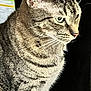 alert, animal, cat, close_up, cute, domestic_cat, ears, feline, fur, green_eyes, indoor, looking_away, mammal, nose, pet, portrait, sitting, striped, tabby, whiskers