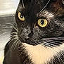alert, animal, black_fur, cat, close_up, closeup, curious, domestic_animal, face, feline, fur_texture, indoor, mammal, pet, portrait, tuxedo_cat, whiskers, whiskers_visible, white_fur, yellow_eyes