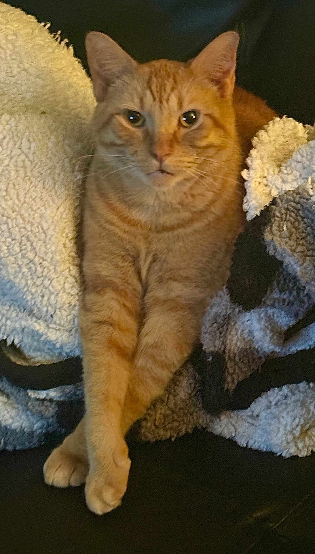 Calcifer joined the competition — help win amazing prizes! cat, orange_tabby, paws, crossed_legs, blanket, cozy, fur, pet, indoor, relaxed, feline, cute, animal, whiskers, ears, face, sitting, comfort, soft, resting
