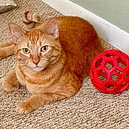 Calcifer joined the competition — help win amazing prizes! cat, orange_tabby, pet, indoor, carpet, toy, red_ball, animal, feline, relaxed, looking_at_camera, curious, whiskers, ears, tail, paws, floor, wall, baseboard, domestic