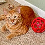 cat, orange_tabby, pet, indoor, carpet, toy, red_ball, animal, feline, relaxed, looking_at_camera, curious, whiskers, ears, tail, paws, floor, wall, baseboard, domestic