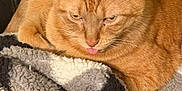 Calcifer joined the competition — help win amazing prizes! cat, orange_tabby, pet, animal, feline, tongue_out, cozy, blanket, texture, indoor, resting, cute, whiskers, ears, fur, closeup, relaxed, companion, home, cute_animal