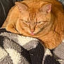 cat, orange_tabby, pet, animal, feline, tongue_out, cozy, blanket, texture, indoor, resting, cute, whiskers, ears, fur, closeup, relaxed, companion, home, cute_animal