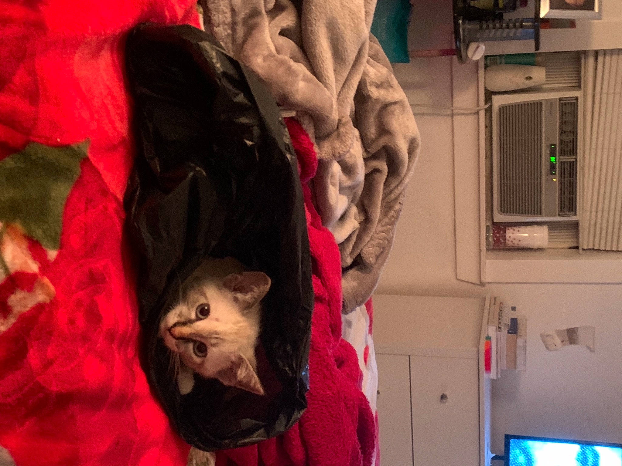 Luna joined the competition — help win amazing prizes! canidae, carmine, companion_dog, costume, fawn, felidae, fictional_character, flesh, fur, fur_clothing, machine, magenta, pink, room, small_to_medium_sized_cats, sporting_group, television, toy, visual_arts, whiskers