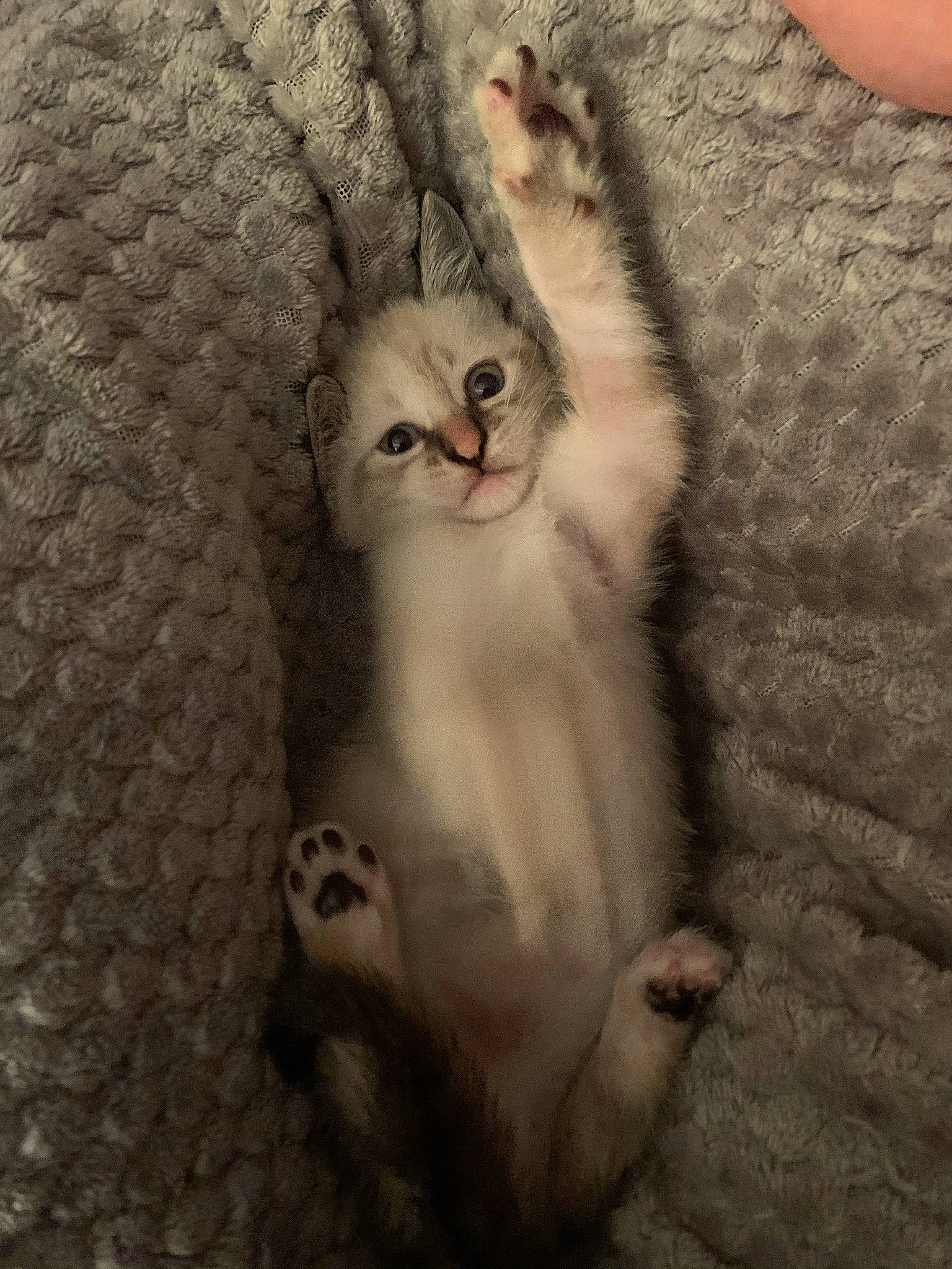 Luna is registered to the contest to win money with this photo: carnivore, cat, claw, comfort, domestic_short_haired_cat, fawn, felidae, foot, fur, gesture, grey, nail, paw, plant, small_to_medium_sized_cats, snout, tail, whiskers, wildlife