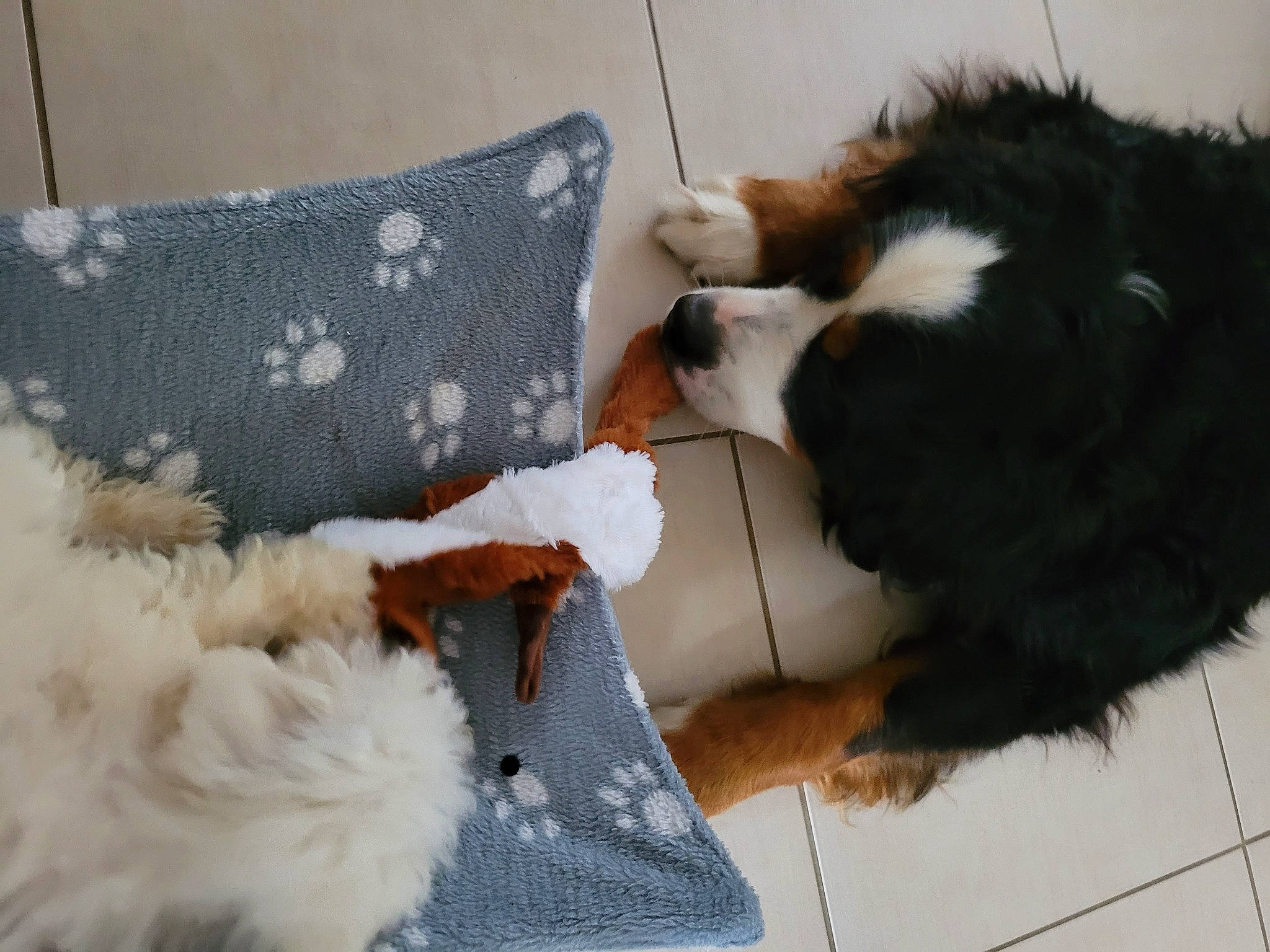 Douffy participe au concours pour gagner de l'argent avec cette photo : carnivore, claw, comfort, companion_dog, couch, dog, dog_breed, felidae, fur, linens, mammal, pattern, paw, pillow, small_to_medium_sized_cats, tail, throw_pillow, toy, whiskers, working_animal