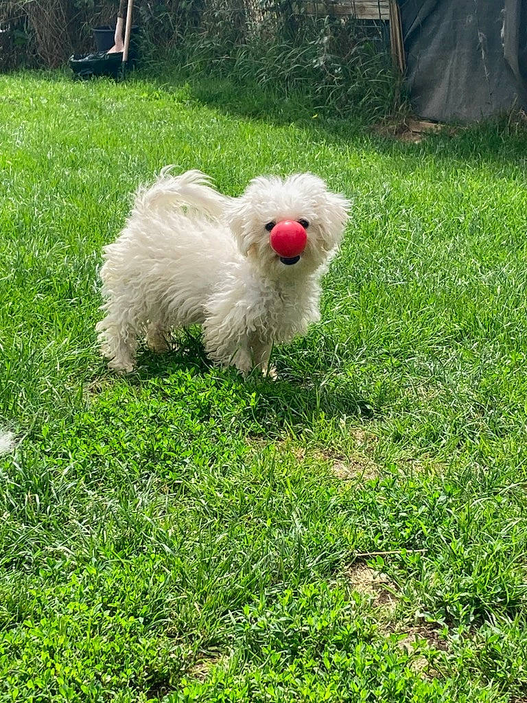 Douffy participe au concours pour gagner de l'argent avec cette photo : canidae, companion_dog, dog, dog_breed, fur, garden, grass, grassland, groundcover, livestock, non_sporting_group, pasture, plant, sheep, shrub, sporting_group, tail, terrestrial_animal, terrier, working_animal