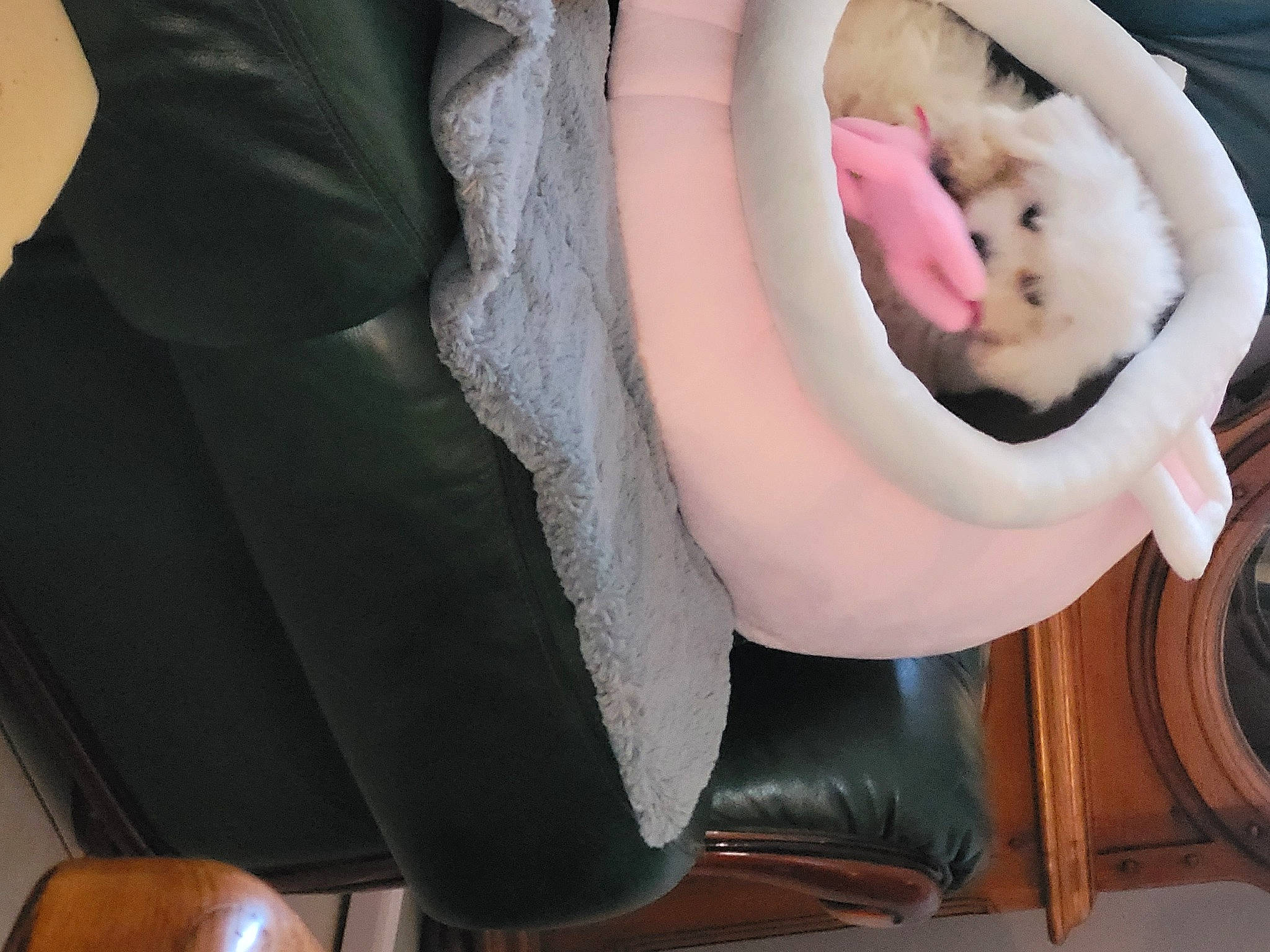 Douffy a rejoint le concours — aidez-le/la à gagner de superbes lots ! auto_part, automotive_wheel_system, canidae, car_seat, carnivore, cat, comfort, companion_dog, dog_breed, eyelash, felidae, fur, nail, paw, small_to_medium_sized_cats, stuffed_toy, tail, teddy_bear, toy, whiskers