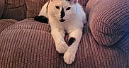 Parker is registered to the contest to win money with this photo: animal, black_markings, brown_couch, cat, couch, cozy, domestic_cat, ears, front_paws, fur, furniture, indoor, pet, relaxed, resting, sitting, stretching, textured_couch, whiskers, white_cat