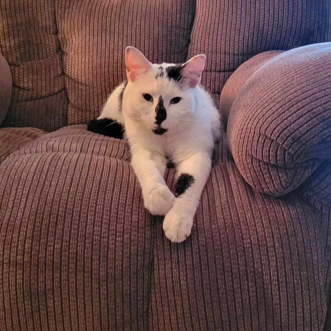 Parker is registered to the contest to win money with this photo: cat, white_cat, black_markings, couch, furniture, indoor, pet, relaxed, stretching, front_paws, brown_couch, textured_couch, domestic_cat, animal, fur, whiskers, ears, sitting, resting, cozy