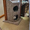 Parker joined the competition — help win amazing prizes! animal, black_and_white_cat, carpet, carpeted_floor, cat, cat_tower, cozy, cute, domestic, furniture, hole, home, indoor, living_room, peek, pet, quiet, resting, soft_texture, wooden