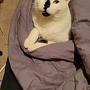 Parker is registered to the contest to win money with this photo: animal, bed, black_markings, blanket, cat, comfort, cozy, cute, domestic_cat, ears, feline, fur, indoor, looking, pet, relaxed, resting, sleeping_area, whiskers, white_cat