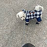 boots, canine, checkered_pattern, clothing, coat, concrete, curious, dog, fur, leash, outdoor, pet, pet_accessory, puppy, small_dog, standing, tail, walking, white_dog, winter_wear