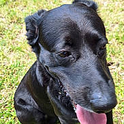 Jean Michel Bilhaut participe au concours pour gagner de l'argent avec cette photo : dog, black_dog, tongue_out, grass, outdoor, pet, animal, canine, sitting, nature, happy, close_up, fur, ears, mouth, daylight, greenery, snout, playful, sunlight