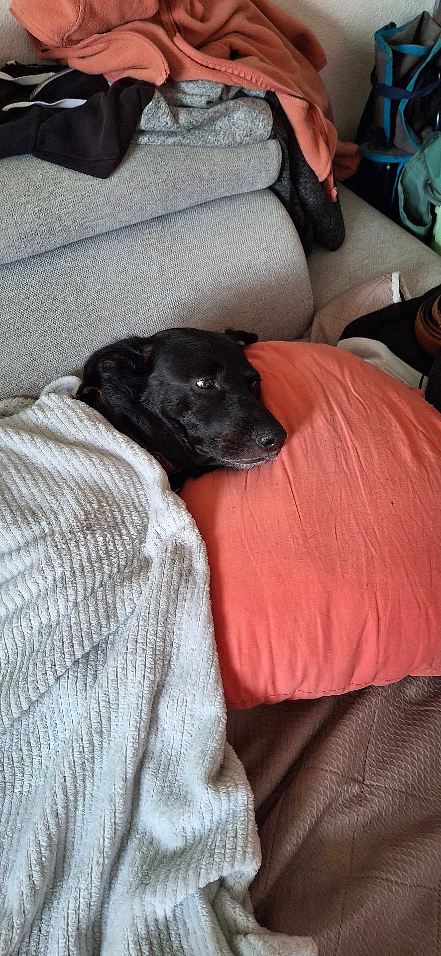 Jean Michel Bilhaut participe au concours pour gagner de l'argent avec cette photo : dog, black_dog, blanket, pillow, couch, indoor, resting, cozy, furniture, pet, relaxed, household, fabric, soft, comfort, animal, laying_down, textile, living_room, domestic