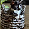 kitten, cat, black_and_white, basket, woven_basket, whiskers, fur, pet, animal, cute, indoor, wooden_floor, curious, small, feline, portrait, closeup, soft_light, blurred_background, resting