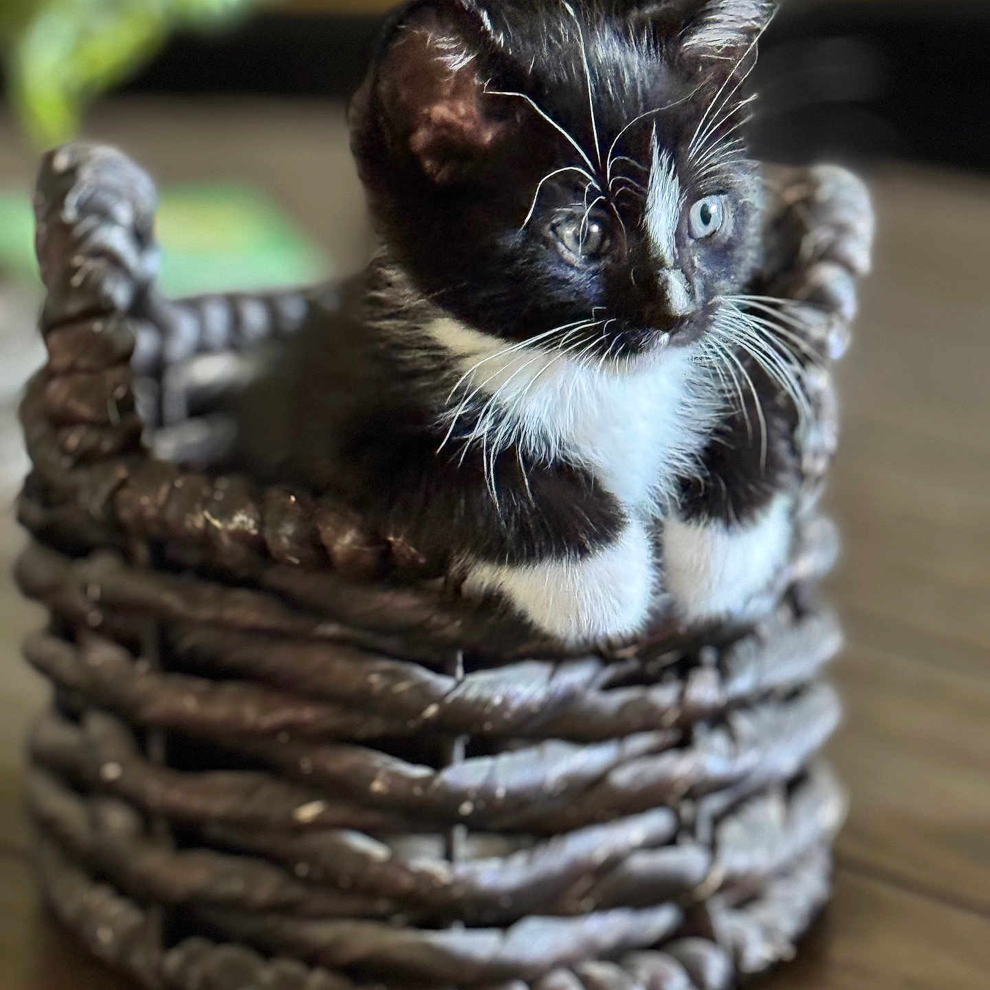 Mario joined the competition — help win amazing prizes! kitten, cat, black_and_white, basket, woven_basket, whiskers, fur, pet, animal, cute, indoor, wooden_floor, curious, small, feline, portrait, closeup, soft_light, blurred_background, resting