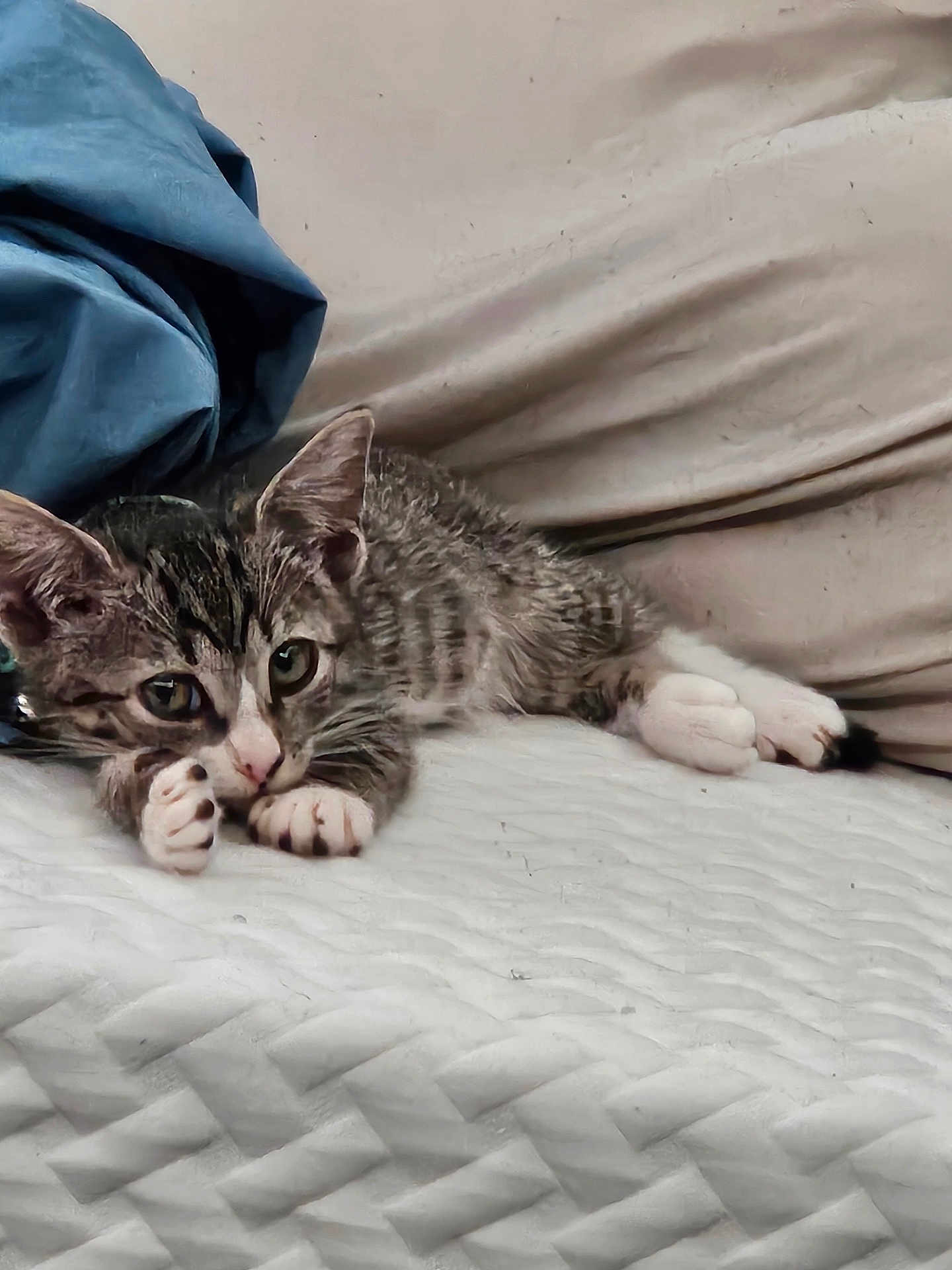 Thorrfinn joined the competition — help win amazing prizes! animal, blanket, cat, closeup, cozy, cute, ears, fabric, feline, fur, home, indoors, kitten, paw, pet, resting, sleepy, tabby, whiskers, young