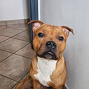 Arés participe au concours pour gagner de l'argent avec cette photo : dog, brown_dog, pet, sitting, floor, tile_floor, indoor, wall, corner, ears, white_chest, looking_at_camera, canine, animal, paw, snout, fur, companion, domestic_animal, calm
