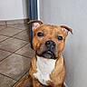 dog, brown_dog, pet, sitting, floor, tile_floor, indoor, wall, corner, ears, white_chest, looking_at_camera, canine, animal, paw, snout, fur, companion, domestic_animal, calm