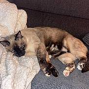 Aria participe au concours pour gagner de l'argent avec cette photo : cat, siamese_cat, sleeping, blanket, couch, furniture, indoor, cozy, pet, animal, resting, fur, paws, relaxation, soft_texture, comfort, home, domestic, cute, nap