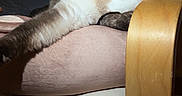 Aria participe au concours pour gagner de l'argent avec cette photo : cat, siamese_cat, animal, pet, feline, chair, cushion, indoor, relaxed, stretching, fur, whiskers, ears, paw, wood, furniture, sleepy, domestic, comfortable, light