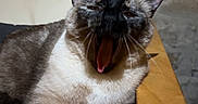 Aria participe au concours pour gagner de l'argent avec cette photo : animal, cat, chair, closeup, cozy, cushion, feline, fur, home, indoor, mammal, mouth_open, paw, pet, relaxing, resting, siamese_cat, whiskers, wood, yawning