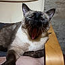 cat, siamese_cat, yawning, pet, feline, indoor, chair, cushion, relaxing, paw, whiskers, fur, animal, mammal, closeup, resting, mouth_open, home, cozy, wood