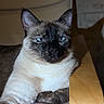 Aria participe au concours pour gagner de l'argent avec cette photo : cat, siamese_cat, blue_eyes, feline, pet, indoor, chair, armrest, relaxed, fur, portrait, animal, mammal, whiskers, ears, paw, home, cozy, domestic_cat, resting