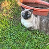 Aria a rejoint le concours — aidez-le/la à gagner de superbes lots ! cat, siamese_cat, grass, outdoor, planter, water, sunlight, garden, animal, pet, feline, blue_eyes, relaxing, nature, daylight, greenery, fur, closeup, mammal, peaceful