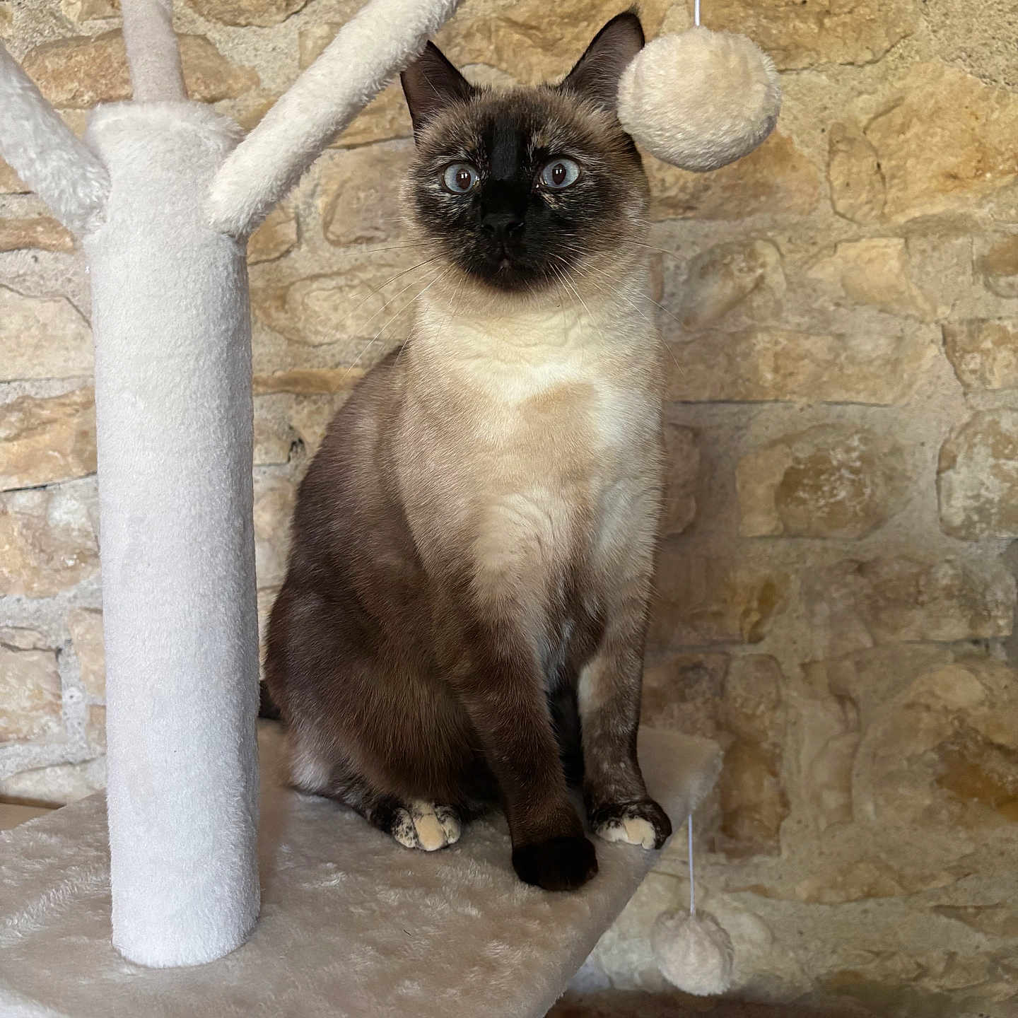 Aria a rejoint le concours — aidez-le/la à gagner de superbes lots ! cat, siamese_cat, cat_tree, plush, white, stone_wall, toy_ball, pet, animal, indoor, feline, sitting, alert, blue_eyes, fur, whiskers, playful, cozy, texture, background