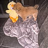 Gucci joined the competition — help win amazing prizes! animal, blanket, brown, couch, cozy, dark, dog, duck, furniture, fuzzy, home, indoor, pet, plush, puppy, small, sniffing, soft, stuffed_toy, toy