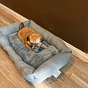 Gucci is registered to the contest to win money with this photo: puppy, dog, pet_bed, floor, wooden_floor, indoor, cozy, small_dog, brown_puppy, fur, cute, young_dog, animal, resting, home, domestic_animal, soft_bed, corner, wall, flooring