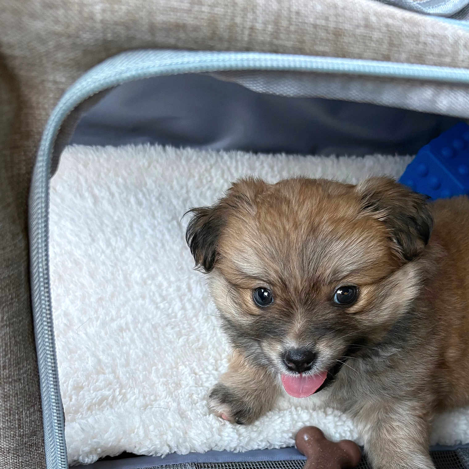 Gucci joined the competition — help win amazing prizes! puppy, dog, pet_carrier, blanket, toy, blue_toy, brown_chew_toy, furry, cute, small, brown_fur, black_nose, tongue_out, indoor, soft_texture, closeup, animal, young, cozy, resting