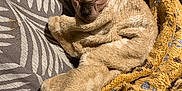 Uno participe au concours pour gagner de l'argent avec cette photo : animal, blanket, closeup, comfort, cozy, cushion, ear, face, feline, furless, hairless_cat, indoor, patterned, pet, relaxed, resting, sleeping, soft_texture, sphynx_cat, warm