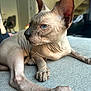 animal, blurred_background, cat, close_up, domestic_cat, ears, feline, furniture, hairless_cat, indoor, looking_away, paw, pet, relaxed, resting, side_view, sofa, sphynx_cat, texture, wrinkled_skin