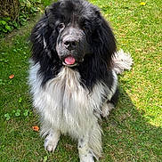 Spoon a rejoint le concours — aidez-le/la à gagner de superbes lots ! dog, black, white, fluffy, grass, outdoor, pet, animal, tongue, friendly, cute, sitting, nature, canine, muzzle, fur, paw, leaf, sunlight, garden
