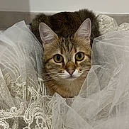 Kyubi participe au concours pour gagner de l'argent avec cette photo : cat, tabby, pet, animal, feline, fur, whiskers, ears, eyes, face, lace, fabric, texture, indoor, cute, curious, resting, soft, closeup, portrait